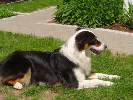 Australian Shepherd Hunde Foto 39314 in höherer Auflösung ansehen Australian Shepherd Finja 14 Monate