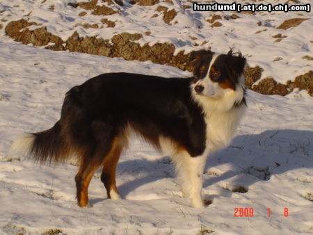 Australian Shepherd Hunde Foto 44409 in höherer Auflösung ansehen Australian Shepherd Freelance´s Dreamgirl Finja