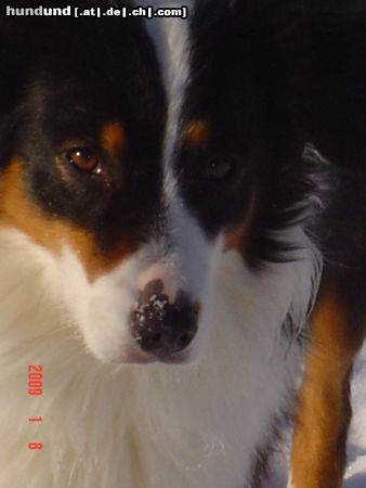 Australian Shepherd Hunde Foto 44408 in höherer Auflösung ansehen Australian Shepherd Freelance´s Dreamgirl Finja