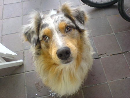 Australian Shepherd Hunde Foto 29517 in höherer Auflösung ansehen Australian Shepherd Viel Nase, wenig Hund