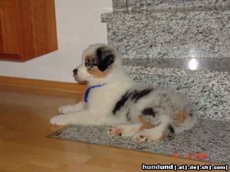 Australian Shepherd Hunde Foto 12024 Australian Shepherd Lillibillis Annie