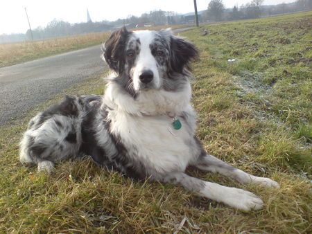 Australian Shepherd Hunde Foto 43628 in höherer Auflösung ansehen Australian Shepherd Ganz schön windig...