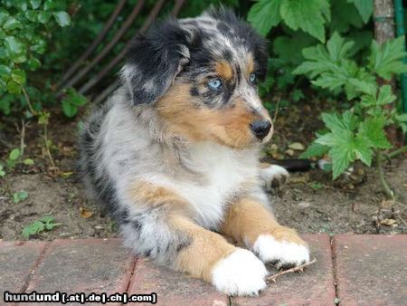 Australian Shepherd Hunde Foto 13498 Australian Shepherd Kiwi ... 11 Wochen alt