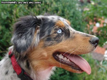 Australian Shepherd Hunde Foto 14336 Australian Shepherd Kiwi ... 6 Monate
