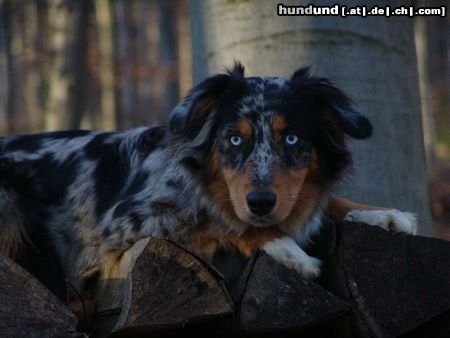 Australian Shepherd Hunde Foto 17753 in höherer Auflösung ansehen Australian Shepherd Kiwi - 8 Monate alt