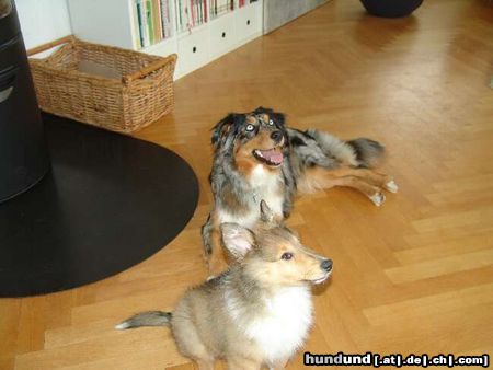 Australian Shepherd Hunde Foto 21144 in höherer Auflösung ansehen Australian Shepherd KIWI mit Colliebaby Lassie