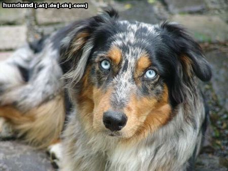 Australian Shepherd Hunde Foto 21143 in höherer Auflösung ansehen Australian Shepherd KIWI - 12 Monate