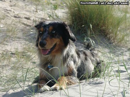 Australian Shepherd Hunde Foto 24952 in höherer Auflösung ansehen Australian Shepherd Und dann ein Päuschen!