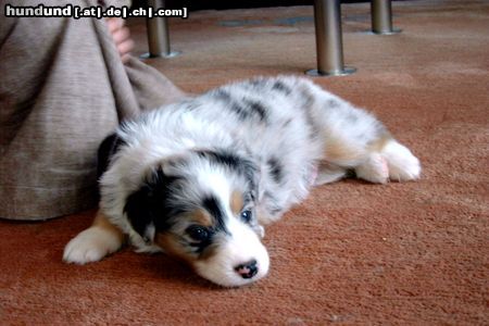 Australian Shepherd Hunde Foto 21044 in höherer Auflösung ansehen Australian Shepherd Shadow mit 5 Wochen