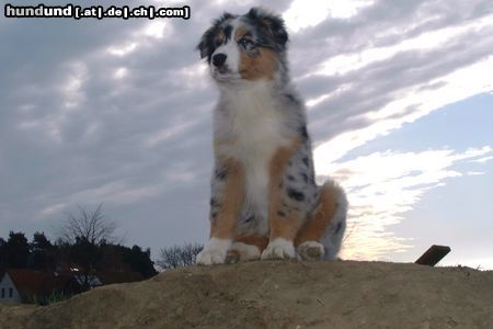 Australian Shepherd Hunde Foto 21022 in höherer Auflösung ansehen Australian Shepherd Shadow beim Sonnenaufgang