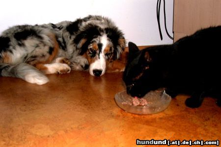 Australian Shepherd Hunde Foto 22213 in höherer Auflösung ansehen Australian Shepherd Ich kann warten