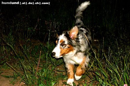 Australian Shepherd Hunde Foto 22214 in höherer Auflösung ansehen Australian Shepherd Nachtwanderung