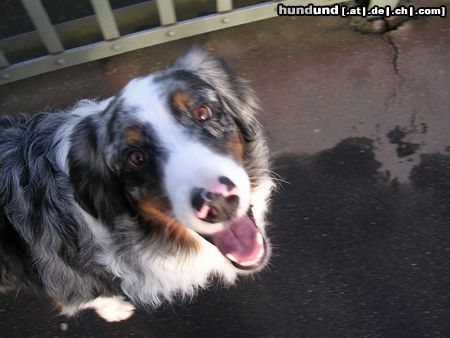 Australian Shepherd Hunde Foto 17867 in höherer Auflösung ansehen Australian Shepherd