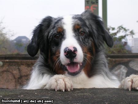 Australian Shepherd Hunde Foto 17956 in höherer Auflösung ansehen Australian Shepherd