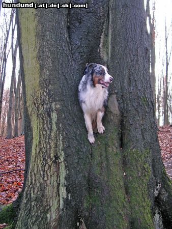 Australian Shepherd Hunde Foto 17864 in höherer Auflösung ansehen Australian Shepherd Mein Aussie Aries ist für jeden Spaß zu haben