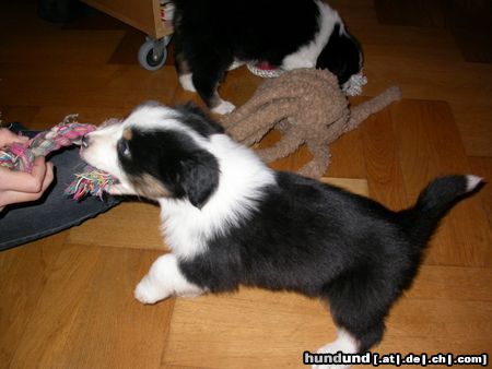 Australian Shepherd Hunde Foto 16599 in höherer Auflösung ansehen Australian Shepherd in 2 wochen bekomm ich entlich meinen hundebaby