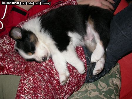 Australian Shepherd mein hundebaby