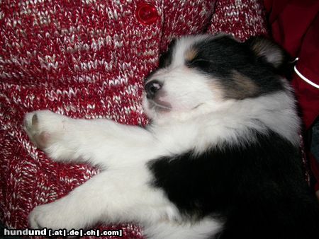 Australian Shepherd mein hundebaby