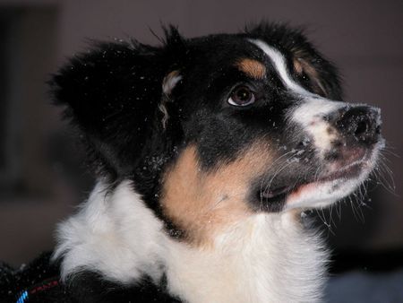 Australian Shepherd Hunde Foto 28679 Australian Shepherd Shiwa