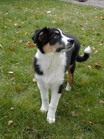 Australian Shepherd Hunde Foto 26957 in höherer Auflösung ansehen Australian Shepherd SHIWA MIT 3 1/2 MONATEN