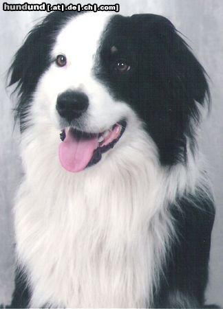 Australian Shepherd Hunde Foto 24315 Australian Shepherd Das ist mein Hund