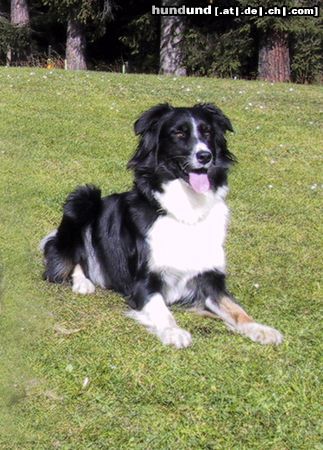 Australian Shepherd Hunde Foto 16381 Australian Shepherd Fly in Davos