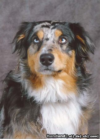 Australian Shepherd Hunde Foto 20902 Australian Shepherd UNSER ARTHOS
