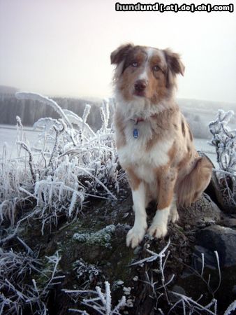 Australian Shepherd Lizy beim Winterspaziergang