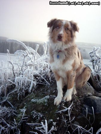 Australian Shepherd Hunde Foto 17513 in höherer Auflösung ansehen Australian Shepherd Lizy beim Winterspaziergang
