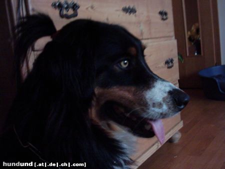 Australian Shepherd Hunde Foto 11981 Australian Shepherd Fast so gut wie Beckham.....