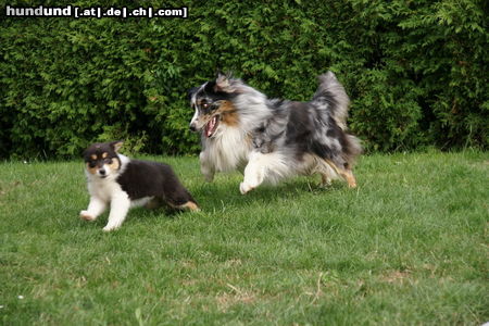 Australian Shepherd Deckrüde Dulco mit Kiowa