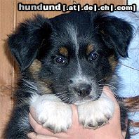 Australian Shepherd Hunde Foto 11241 Australian Shepherd Das ist er............Western recall's Eyes On Eyko