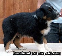 Australian Shepherd Hunde Foto 11414 Australian Shepherd Western Recall's Eyes On Eyko