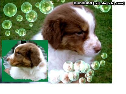 Australian Shepherd Hunde Foto 15511 in höherer Auflösung ansehen Australian Shepherd Guardian Angel's Estima, 7 Wochen
