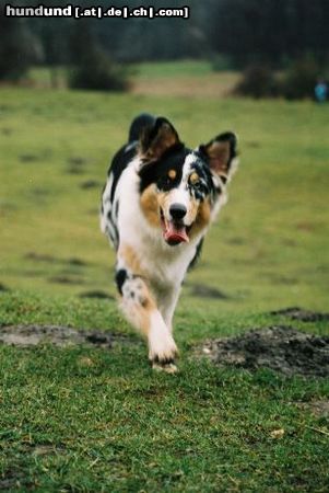 Australian Shepherd Hunde Foto 18892 in höherer Auflösung ansehen Australian Shepherd