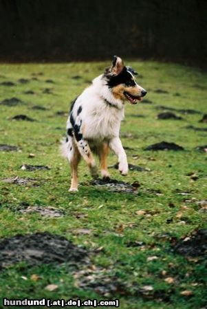 Australian Shepherd Hunde Foto 18893 in höherer Auflösung ansehen Australian Shepherd