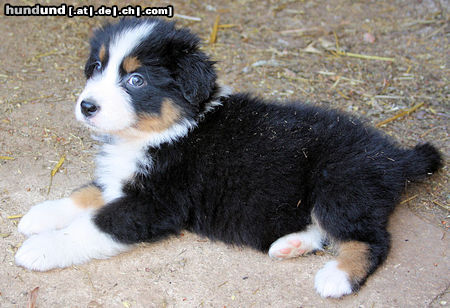 Australian Shepherd Darlings Feliz - Ich bin eine süße Maus. 