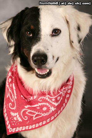 Australian Shepherd Hunde Foto 44738 Australian Shepherd Fiftys Passfoto