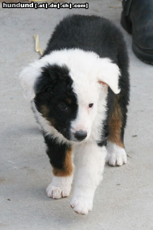 Australian Shepherd Hunde Foto 44730 Australian Shepherd Fifty-Fifty