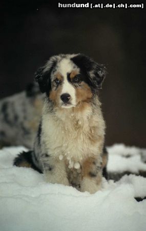 Australian Shepherd Hunde Foto 15409 in höherer Auflösung ansehen Australian Shepherd Ténor.Liebhaberzucht DU CORAL TWIVRO / Elsass / Frankreich