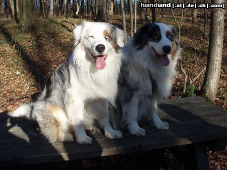 Australian Shepherd Hunde Foto 45924 Australian Shepherd Filou & sein Bruder Mango