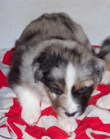 Australian Shepherd Hunde Foto 38113 in höherer Auflösung ansehen Australian Shepherd Filou mit 4 Wochen