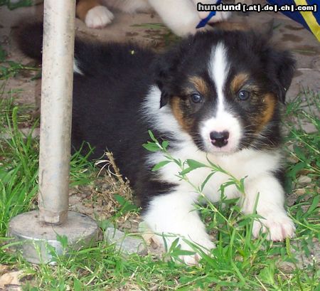 Australian Shepherd Hunde Foto 44485 in höherer Auflösung ansehen Australian Shepherd Darling's Finja
