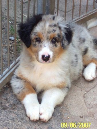 Australian Shepherd Hunde Foto 38564 in höherer Auflösung ansehen Australian Shepherd Darling's Bright Flame - Flame