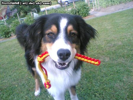 Australian Shepherd Hunde Foto 22901 Australian Shepherd Barky
