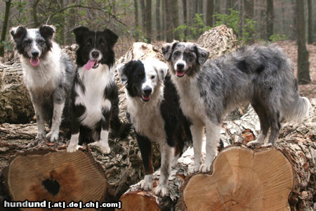 Australian Shepherd Hunde Foto 44736 Australian Shepherd Geschwister, 2. Geburtstag