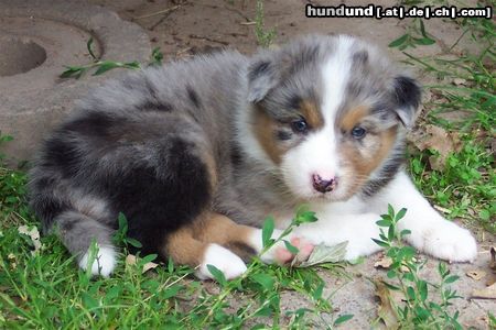 Australian Shepherd Hunde Foto 44487 in höherer Auflösung ansehen Australian Shepherd Darling's Gismo