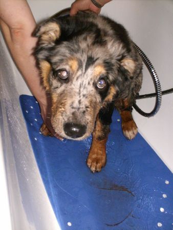 Australian Shepherd Hunde Foto 37559 in höherer Auflösung ansehen Australian Shepherd Neee Frauchen, net den Dreck abwaschen
