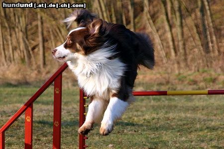 Australian Shepherd Hunde Foto 21419 in höherer Auflösung ansehen Australian Shepherd das ist mein australian shepert