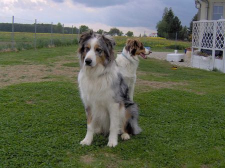 Australian Shepherd Hunde Foto 34614 in höherer Auflösung ansehen Australian Shepherd und ich krieg ihn doch